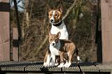 BASENJI 146